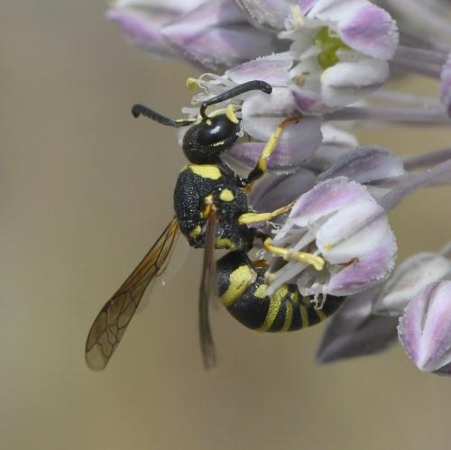 Réf. 283 789 : Euodynerus sp.